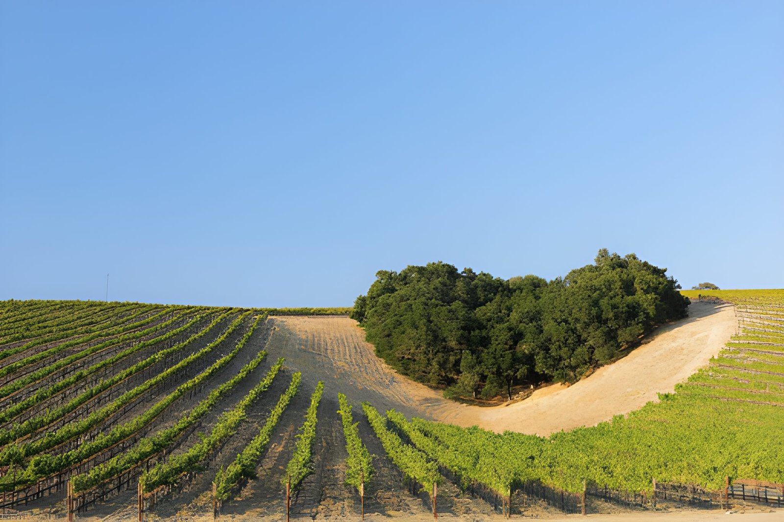 things to do in Paso Robles