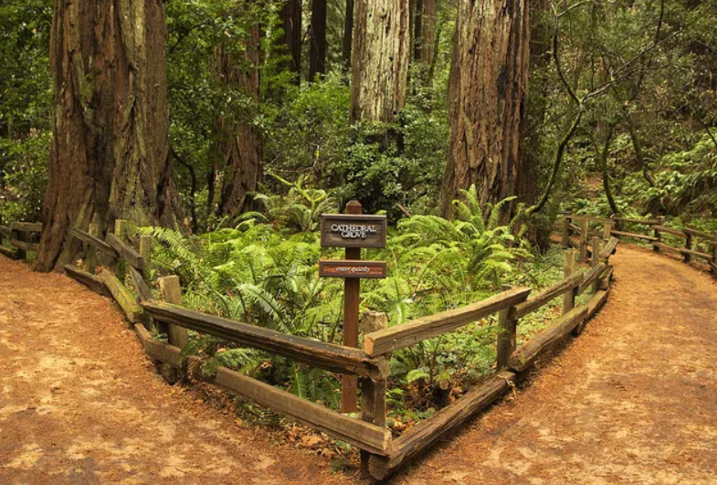 Muir Woods day trip from San Francisco